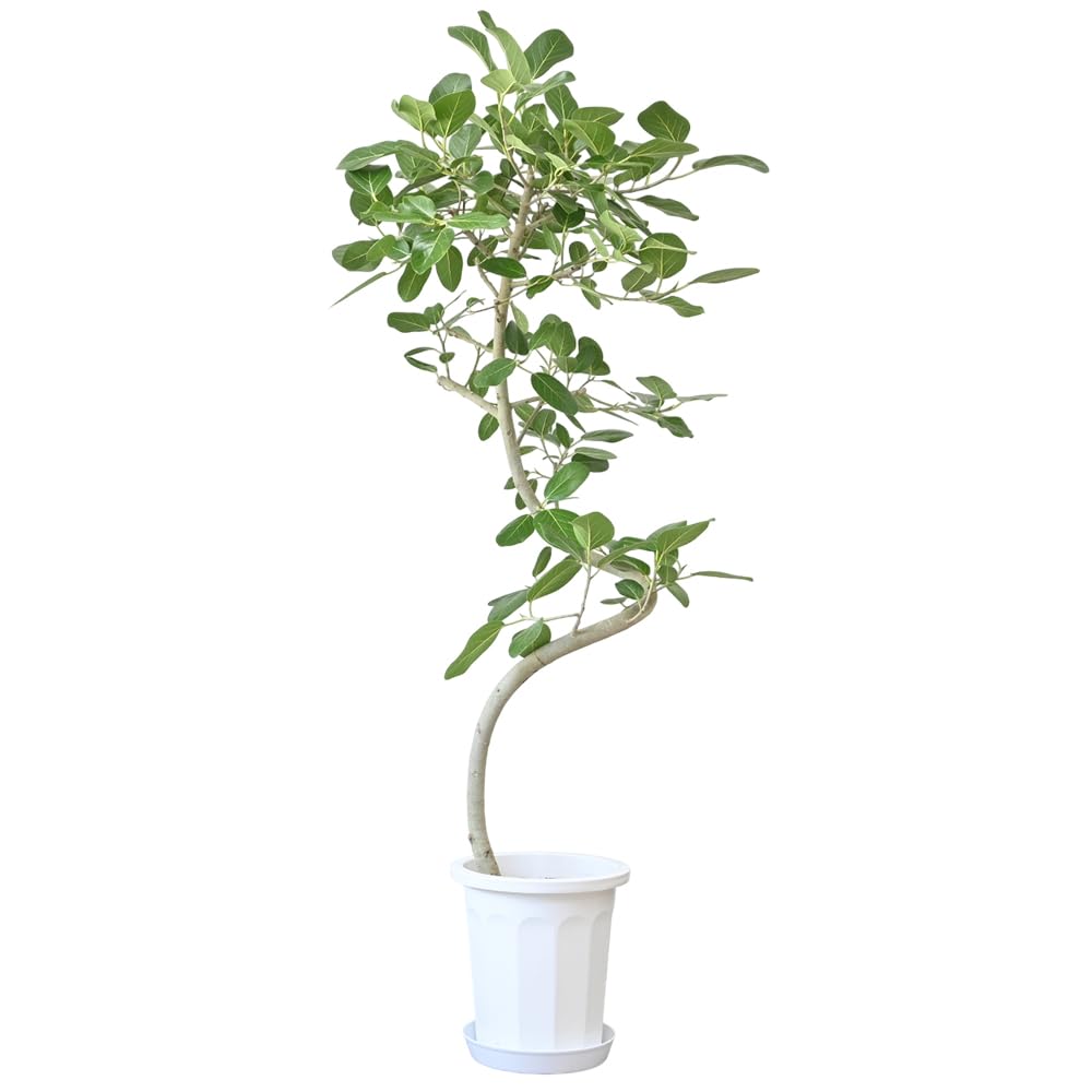Amazon｜観葉植物 本物 フィカス・ベンガレンシス（ベンガルボダイジュ